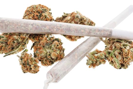 Cannabis Cannabis